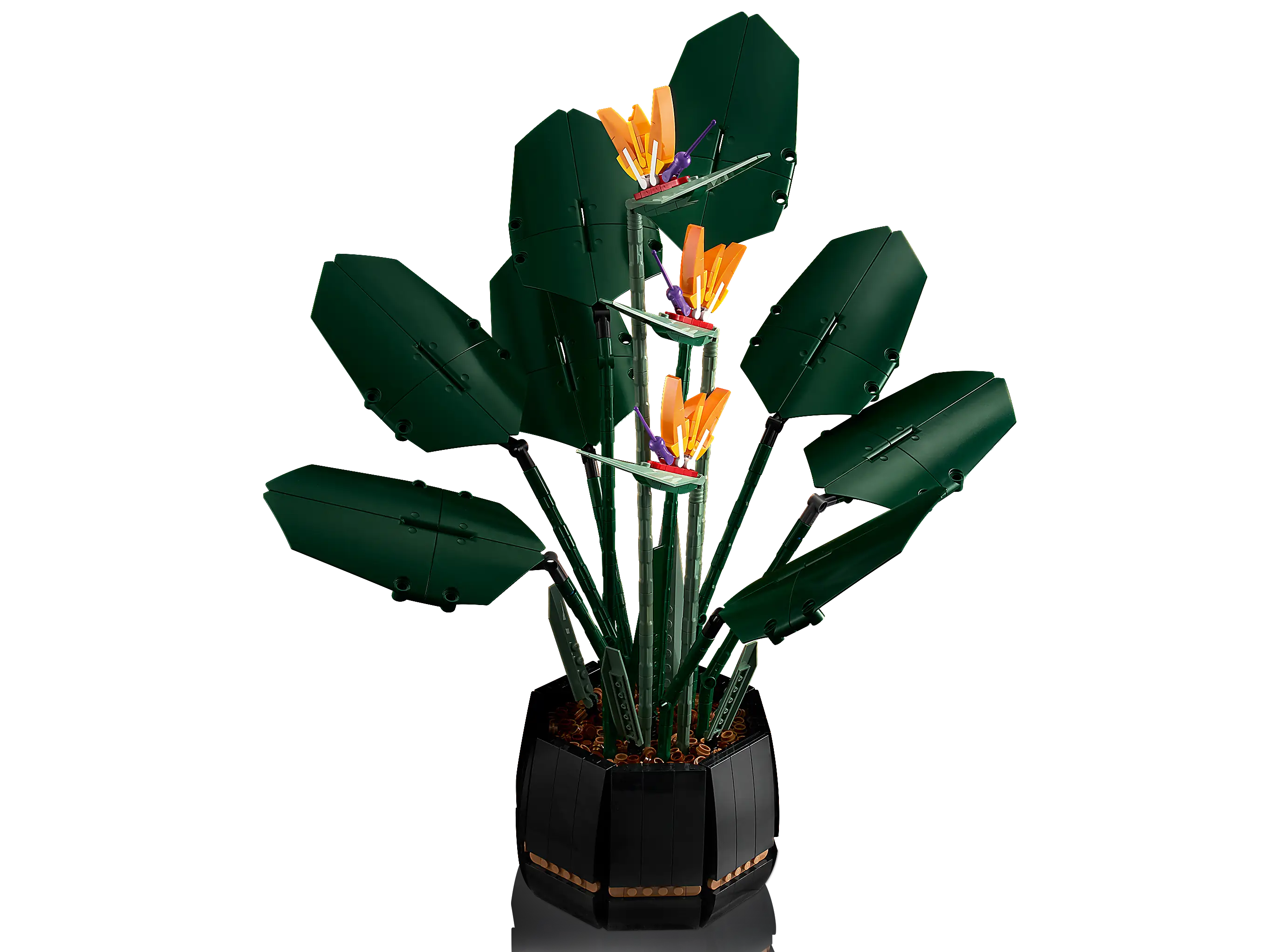 philodendron gigas pflege Philodendron gigas  Serres Lavoie