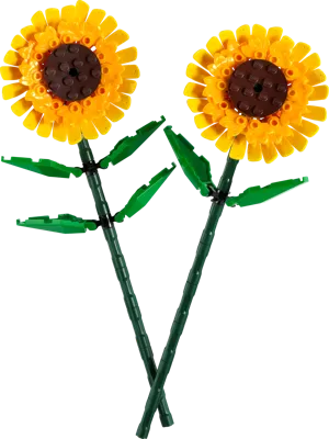 Creator Sonnenblumen