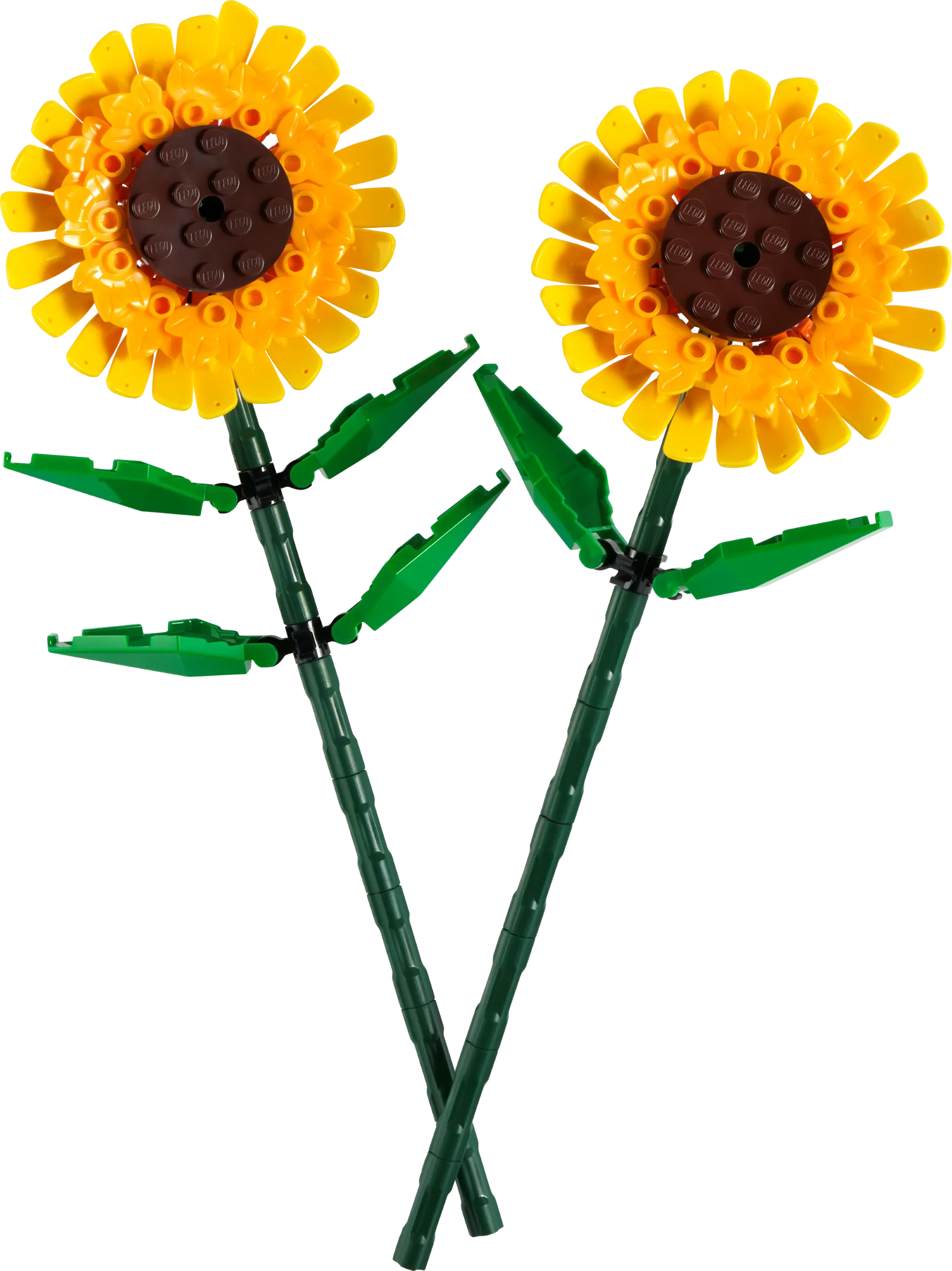 Creator Sunflowers Gallery
