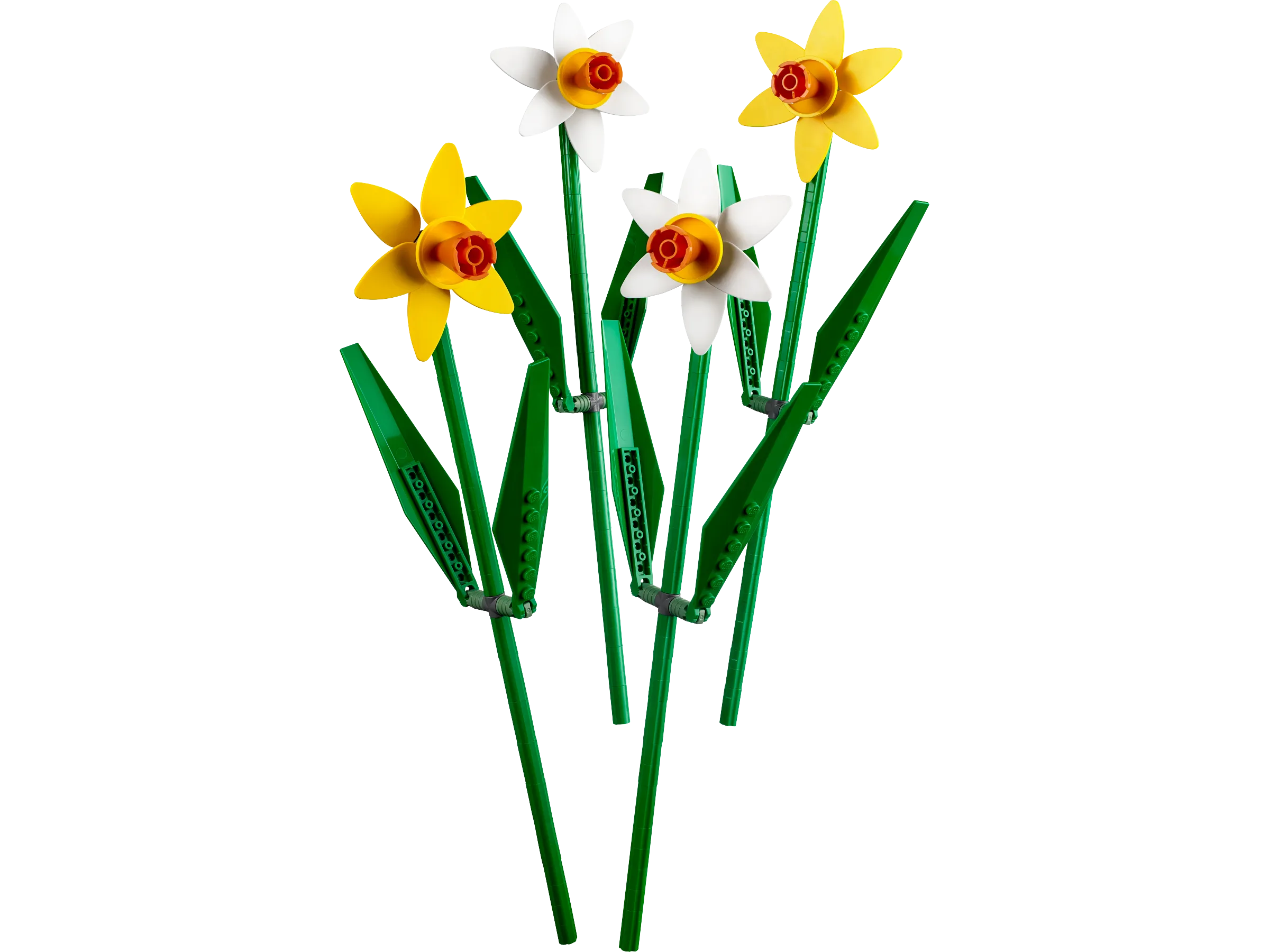 Creator Daffodils Gallery