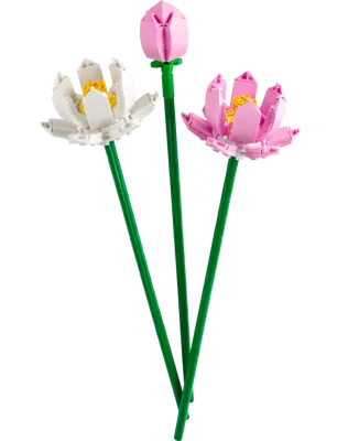 Creator Lotusblumen