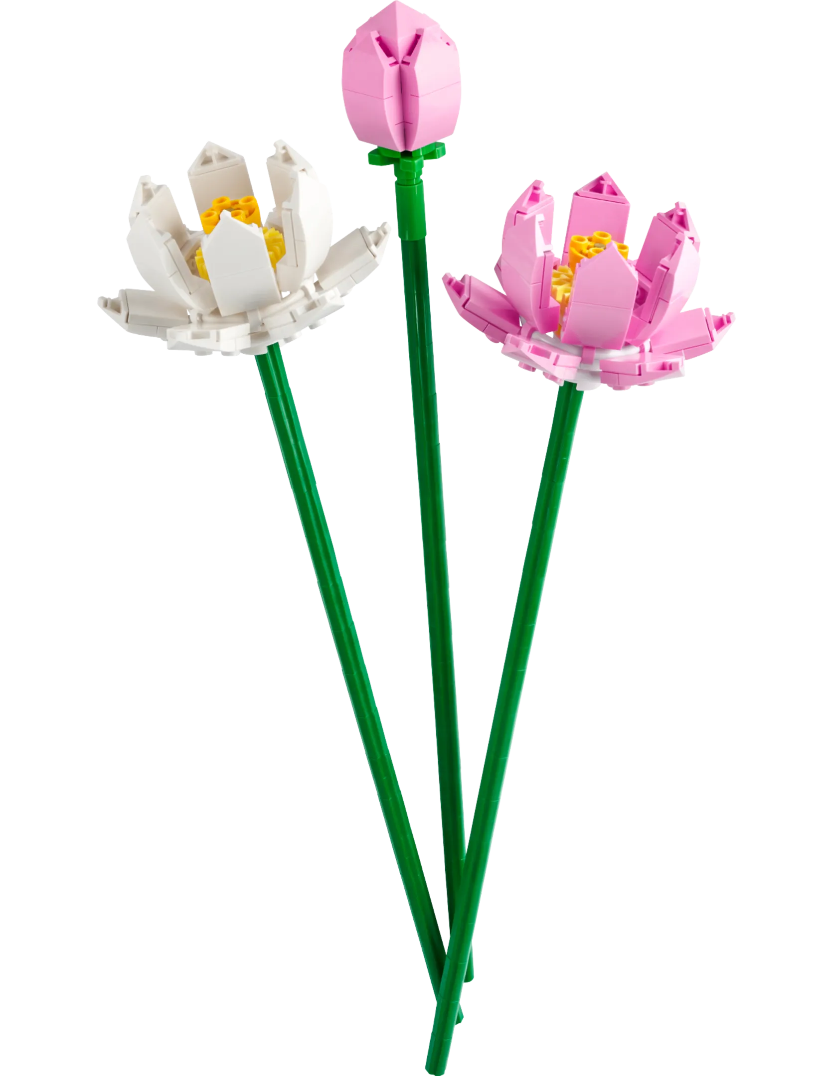 Creator Lotus Flowers Gallery