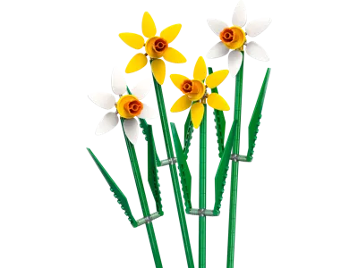 Creator Daffodils